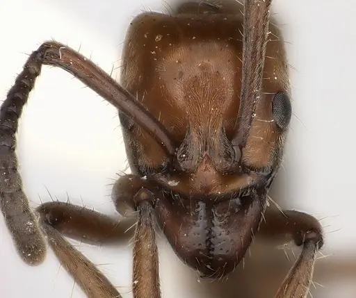 Neoponera luteola specimen