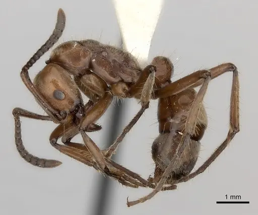 Neoponera luteola specimen