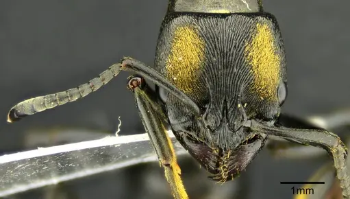 Neoponera magnifica specimen