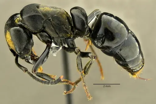 Neoponera magnifica specimen
