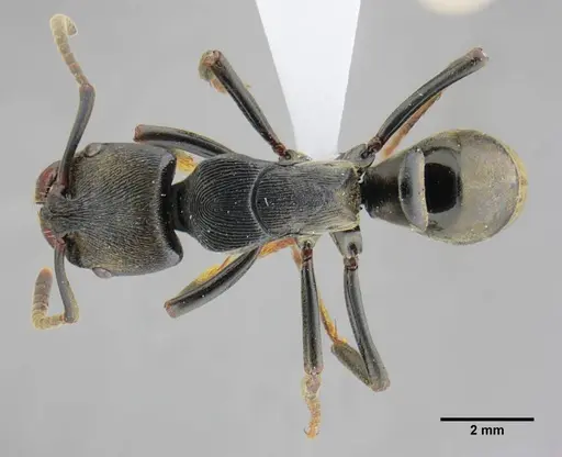 Neoponera magnifica - UFV-LABECOL-000003