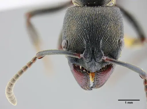 Neoponera magnifica - UFV-LABECOL-000003