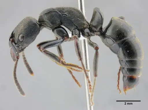 Neoponera magnifica - UFV-LABECOL-000003