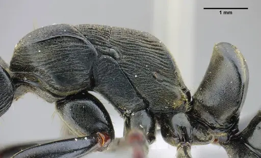 Neoponera magnifica - UFV-LABECOL-000003