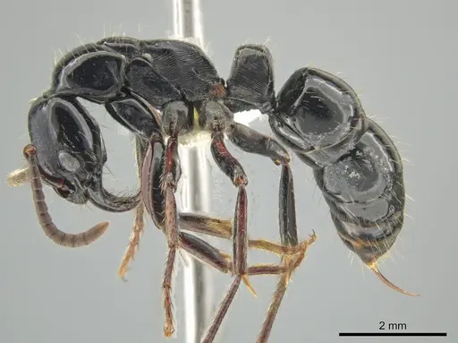 Neoponera mashpi specimen