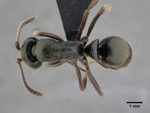 Neoponera metanotalis specimen
