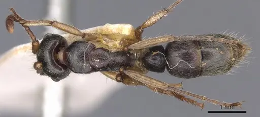 Neoponera moesta specimen