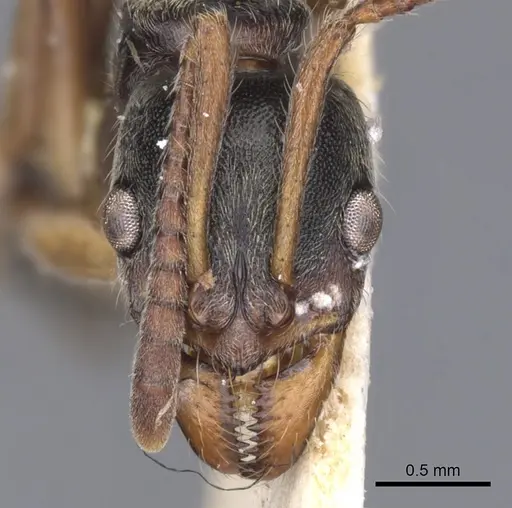 Neoponera moesta specimen