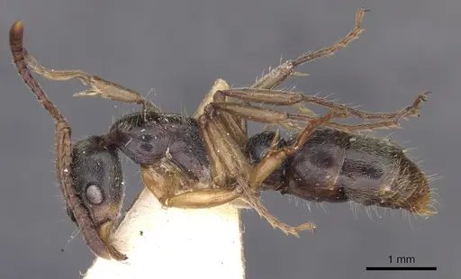 Neoponera moesta specimen
