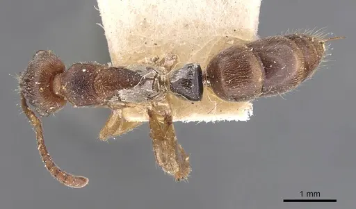 Neoponera moesta - CASENT0907246