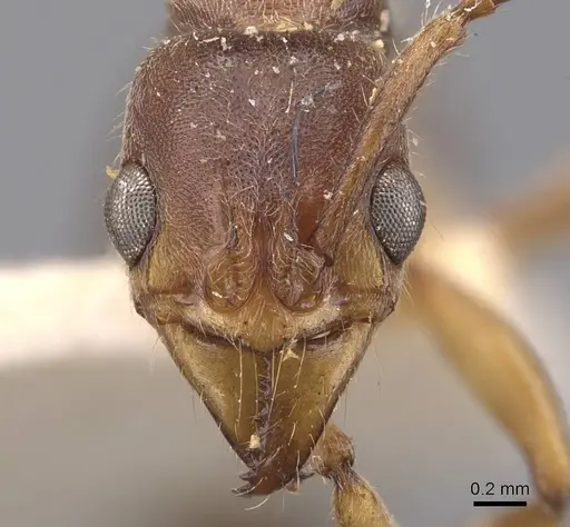 Neoponera moesta - CASENT0907246