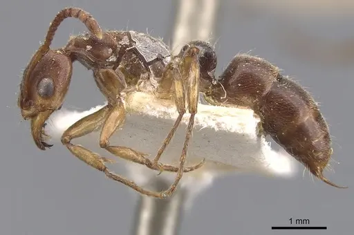 Neoponera moesta - CASENT0907246