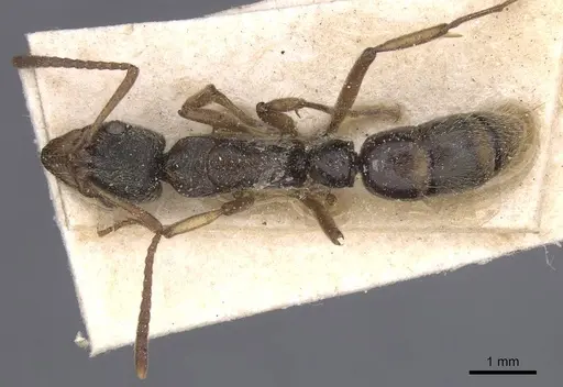 Neoponera moesta - CASENT0915255