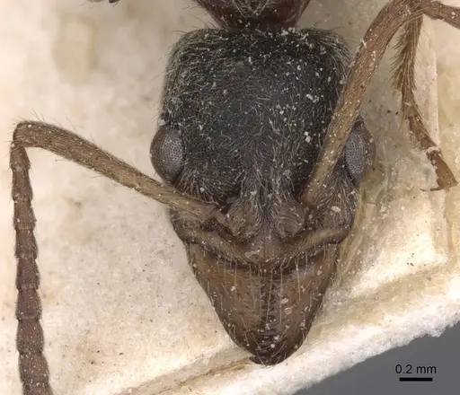 Neoponera moesta - CASENT0915255