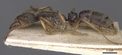 Neoponera moesta - CASENT0915255