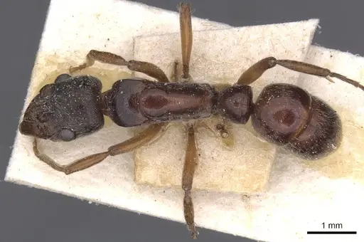 Neoponera moesta - CASENT0915256