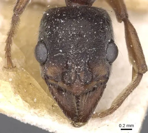 Neoponera moesta - CASENT0915256