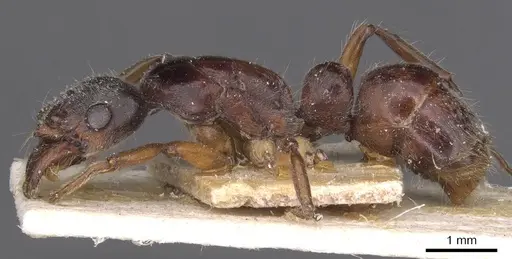 Neoponera moesta - CASENT0915256