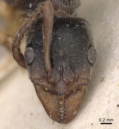 Neoponera moesta - CASENT0915257