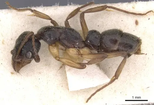 Neoponera moesta - CASENT0915257