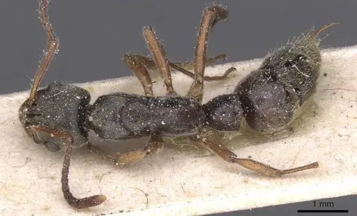 Neoponera moesta - CASENT0915258