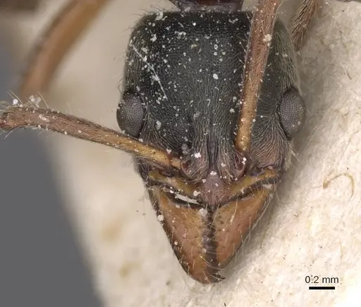 Neoponera moesta - CASENT0915258