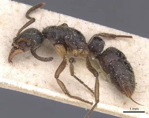 Neoponera moesta - CASENT0915258