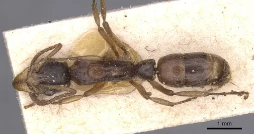 Neoponera moesta - CASENT0915268