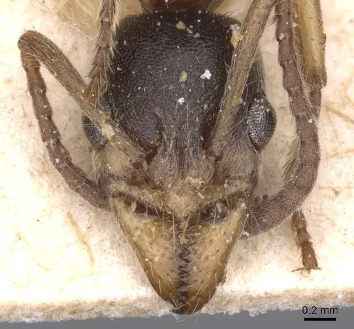 Neoponera moesta - CASENT0915268