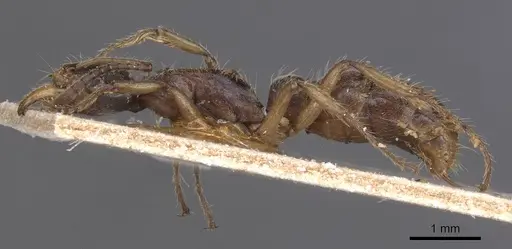 Neoponera moesta - CASENT0915268