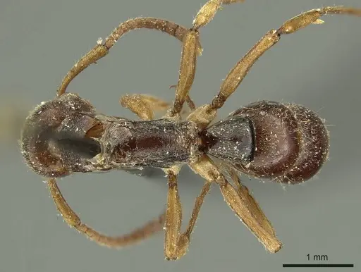 Neoponera moesta - CASENT0915658