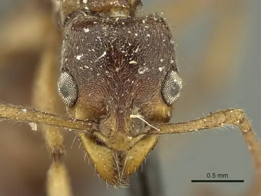 Neoponera moesta - CASENT0915658