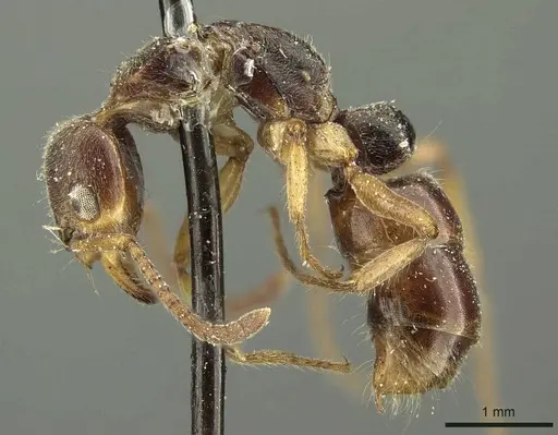 Neoponera moesta - CASENT0915658