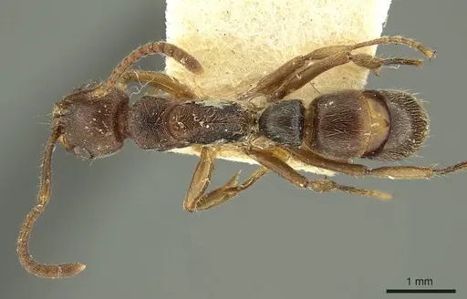 Neoponera moesta - CASENT0915659