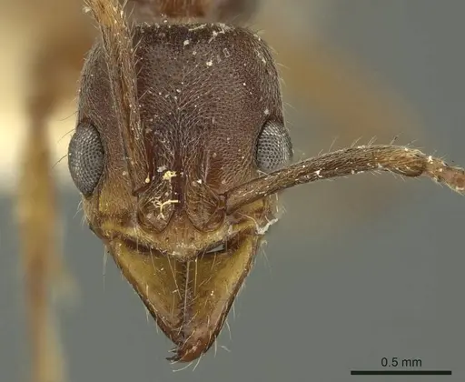 Neoponera moesta - CASENT0915659