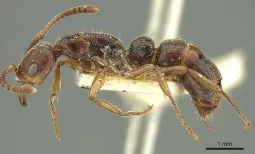 Neoponera moesta - CASENT0915659