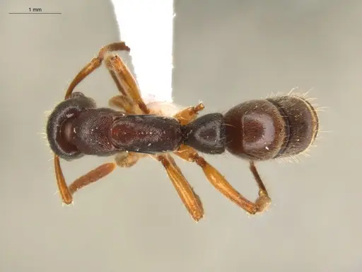 Neoponera moesta - ECOFOG-SGR-IN2PF11-01