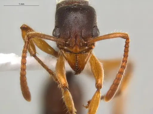 Neoponera moesta - ECOFOG-SGR-IN2PF11-01