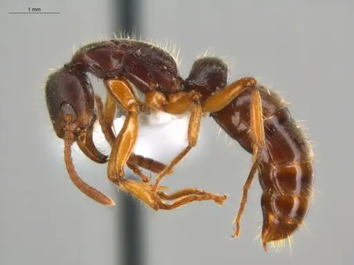 Neoponera moesta - ECOFOG-SGR-IN2PF11-01