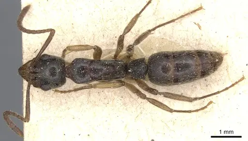 Neoponera oberthueri specimen