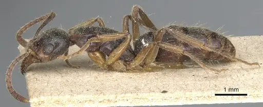 Neoponera oberthueri specimen