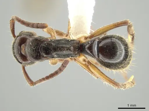 Neoponera recava specimen