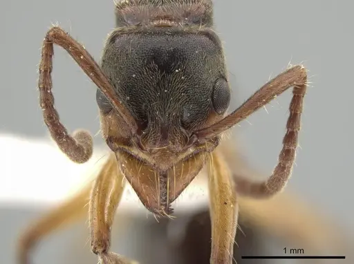 Neoponera recava specimen