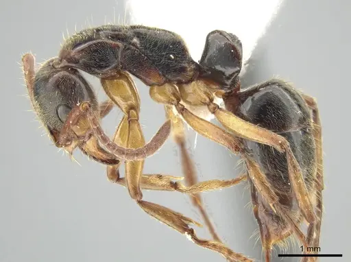 Neoponera recava specimen