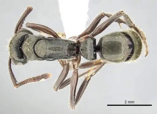 Neoponera rugosula specimen
