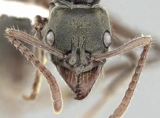 Neoponera rugosula specimen