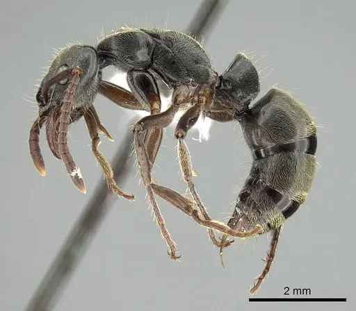 Neoponera rugosula specimen