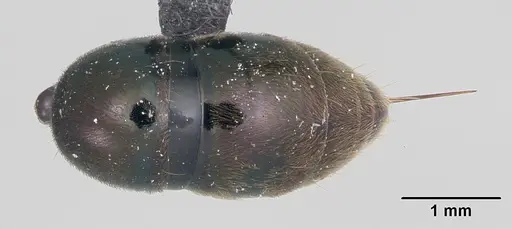 Neoponera schoedli specimen