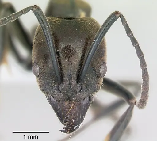 Neoponera schoedli specimen