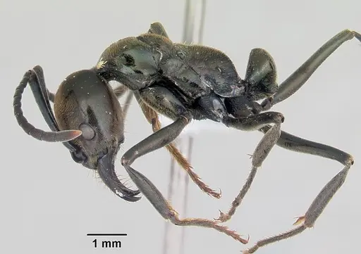 Neoponera schoedli - CASENT0428732